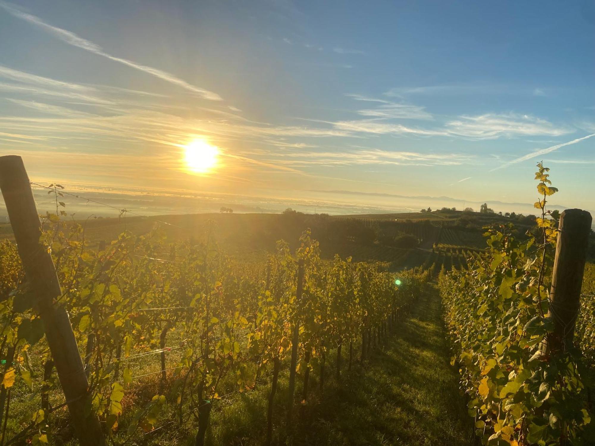 Charmant Et Chaleureux Gite Dans Le Vignoble Sigolsheim Buitenkant foto